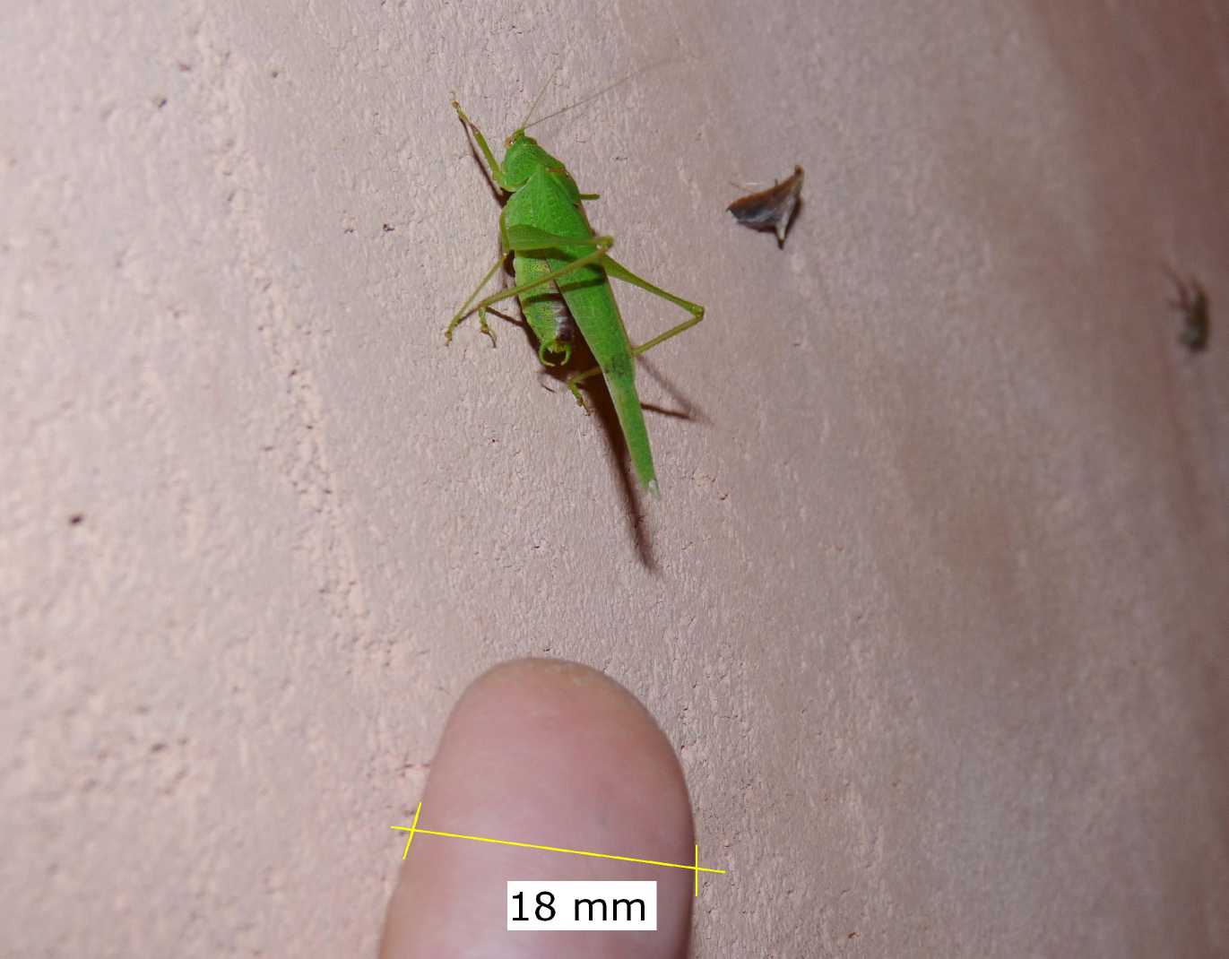 Cavalletta verde: Phaneroptera nana